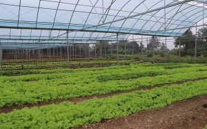 ba farms greenhouse