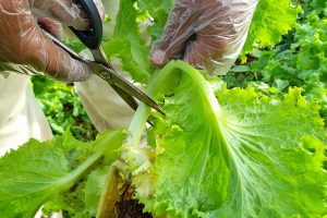 cutting lettuce at ba farms