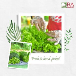 ba farms fresh and hand picked