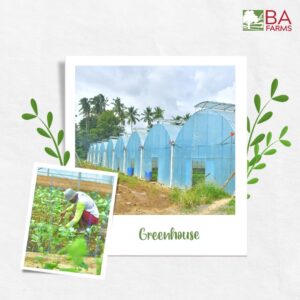 ba farms greenhouse