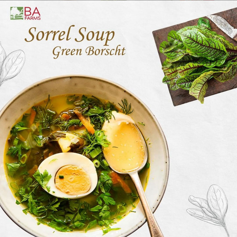 sorrel soup green borscht